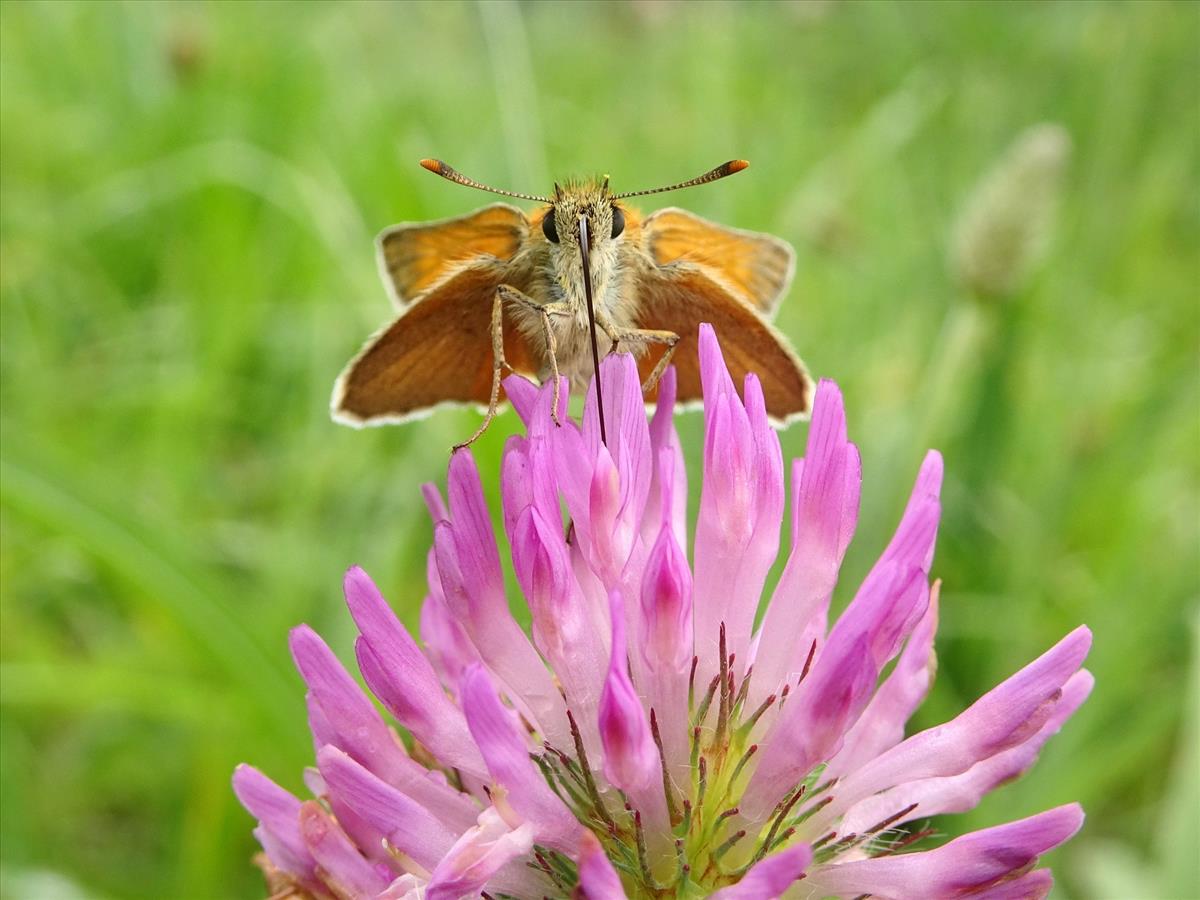 Thymelicus sylvestris (door Kars Veling)