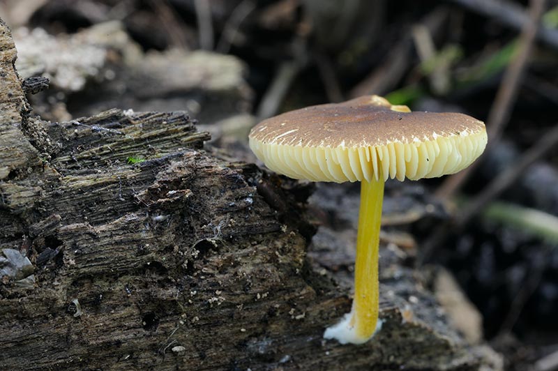 Pluteus romellii (door Kik van Boxtel)