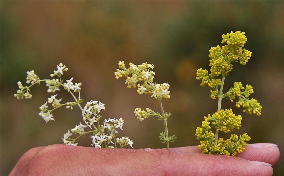 Galium x pomeranicum (door Stef van Walsum)