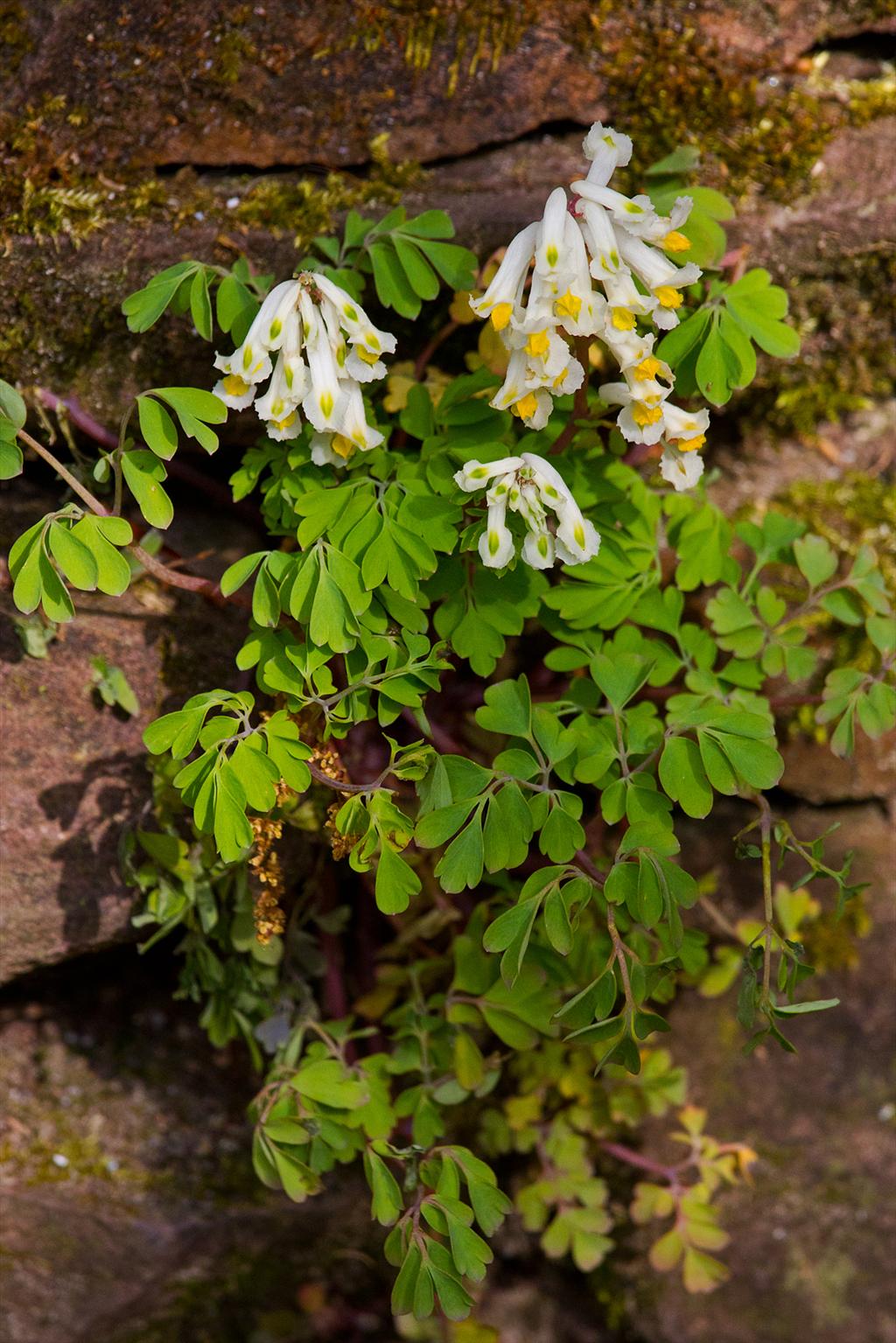 Pseudofumaria alba (door John Breugelmans)