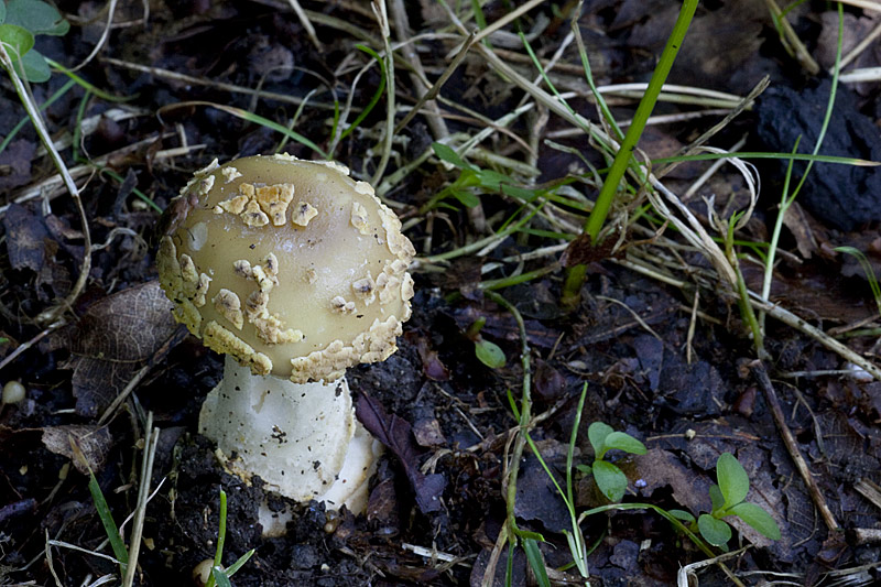 Amanita franchetii (door John Breugelmans)