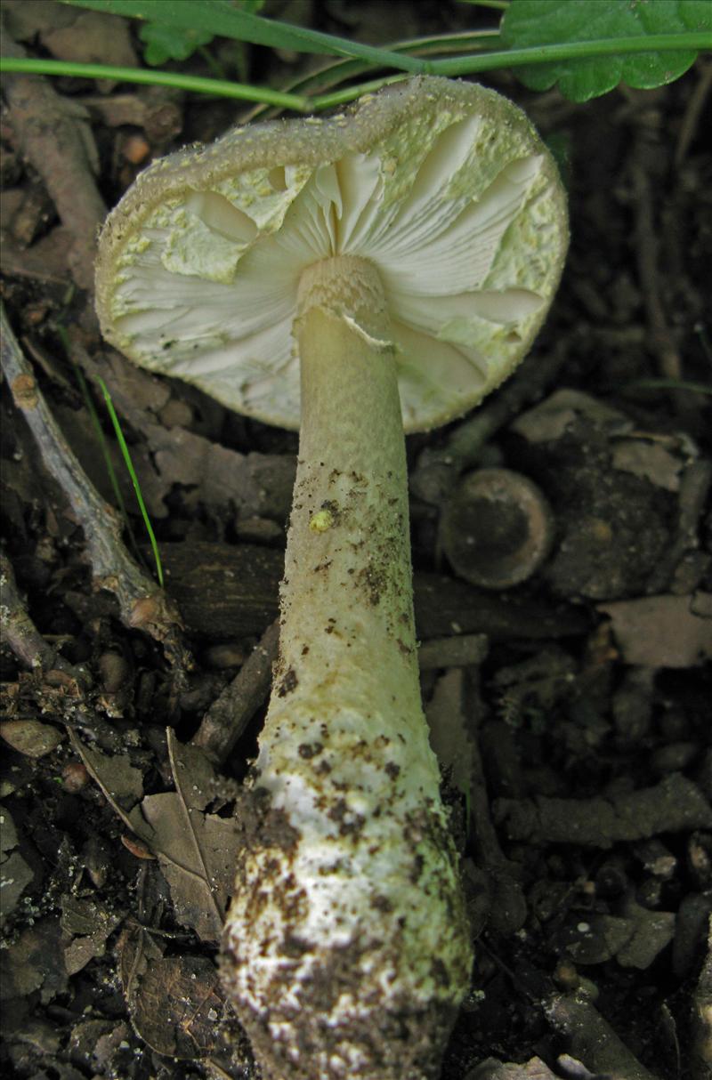 Amanita franchetii (door Hannie Wijers)