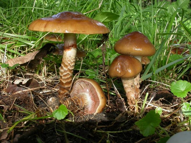 Cortinarius trivialis (door Evert Ruiter)