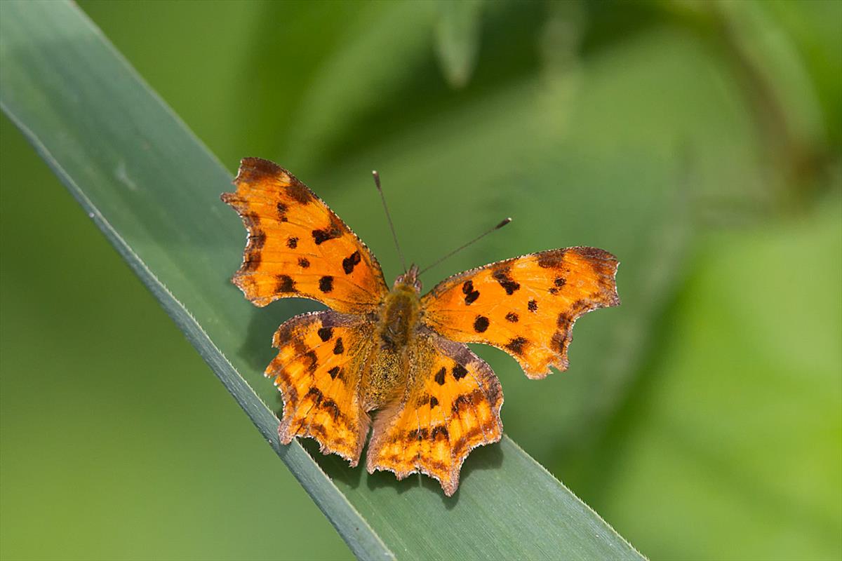 Polygonia c-album (door John Breugelmans)