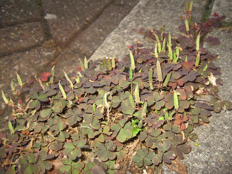 Oxalis corniculata (door Grada Menting)