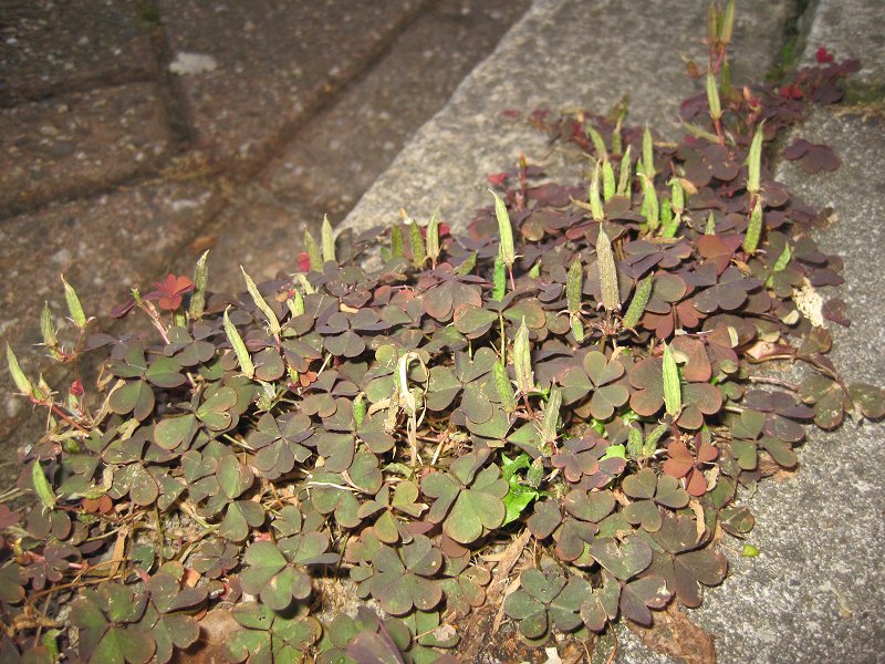 Oxalis corniculata (door Grada Menting)