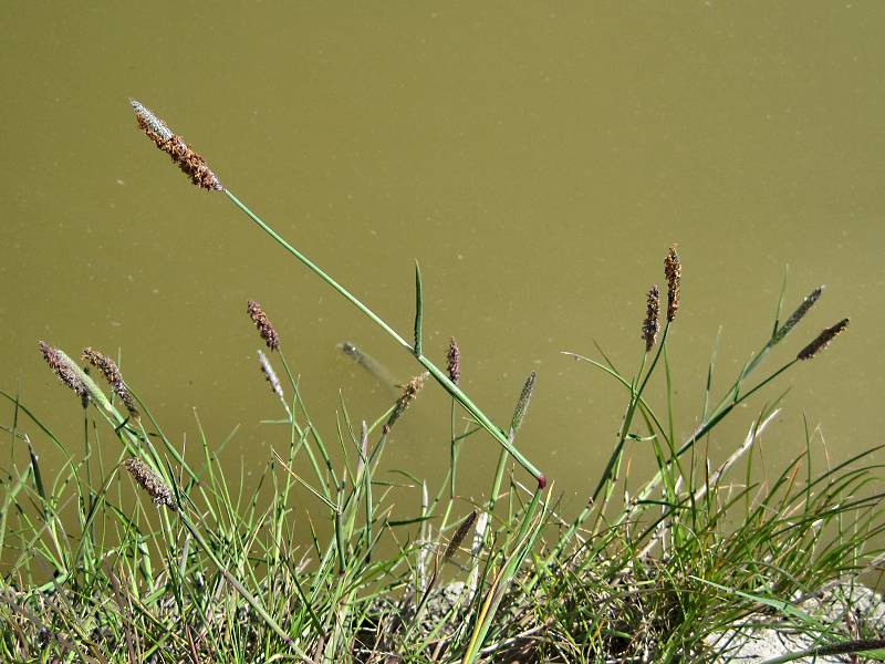 Alopecurus geniculatus (door Grada Menting)