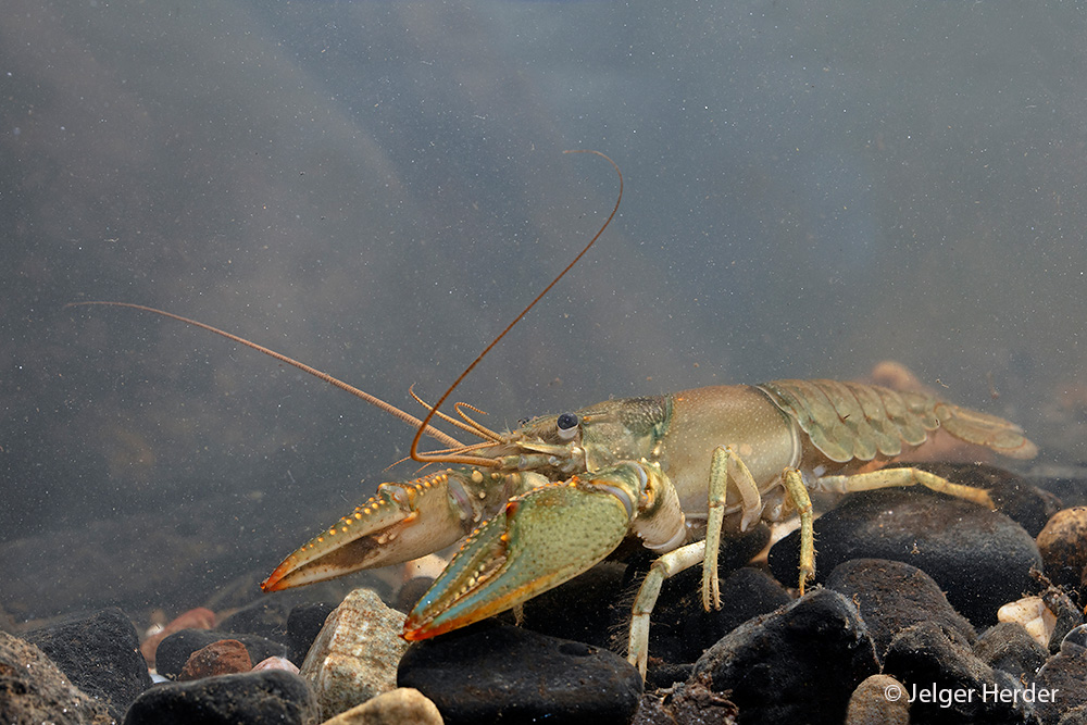 Orconectes virilis (door Jelger Herder)