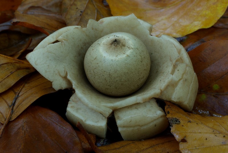 Geastrum triplex (door Gio van Bernebeek)