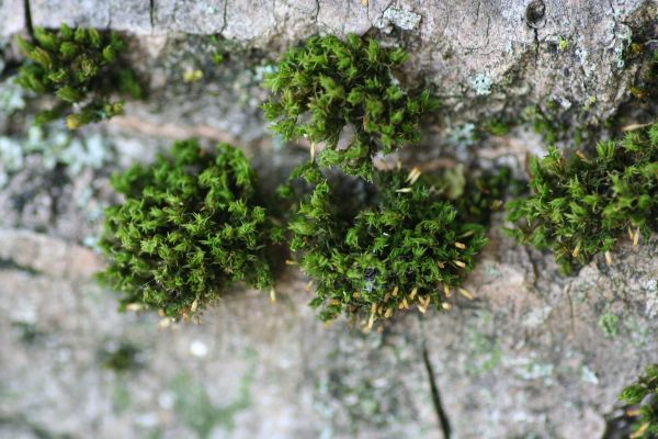 Orthotrichum pulchellum (door Niko Buiten)