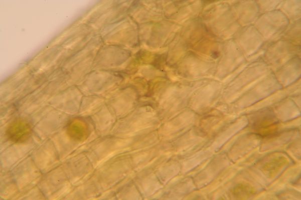 Orthotrichum pulchellum (door Niko Buiten)