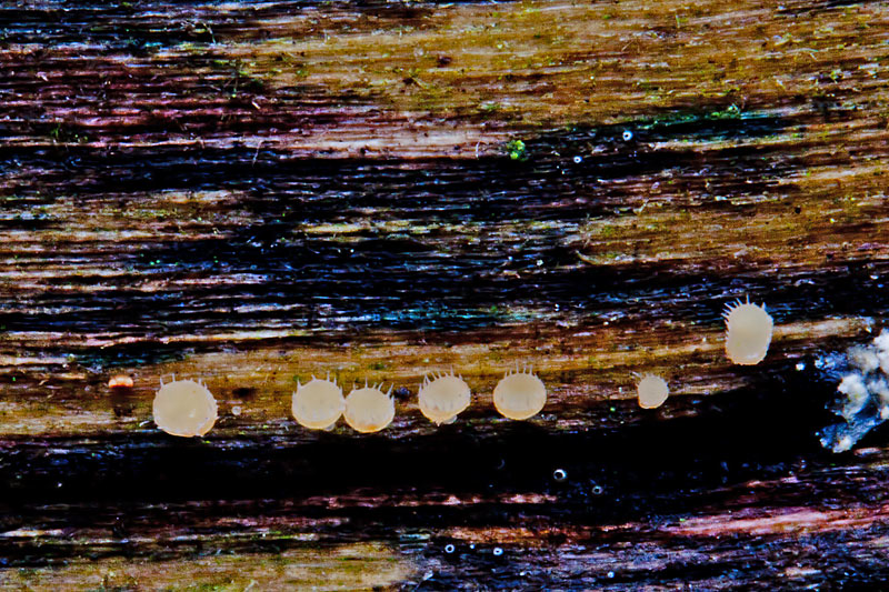 Crocicreas coronatum (door John Breugelmans)