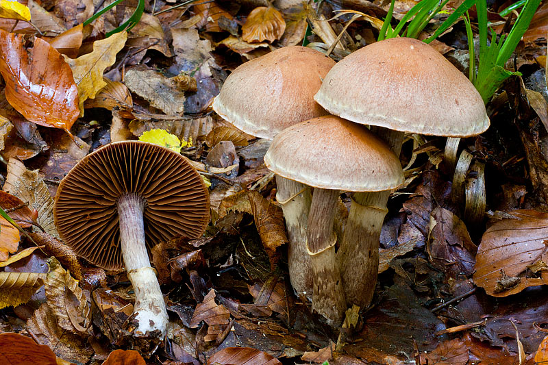 Cortinarius torvus (door John Breugelmans)