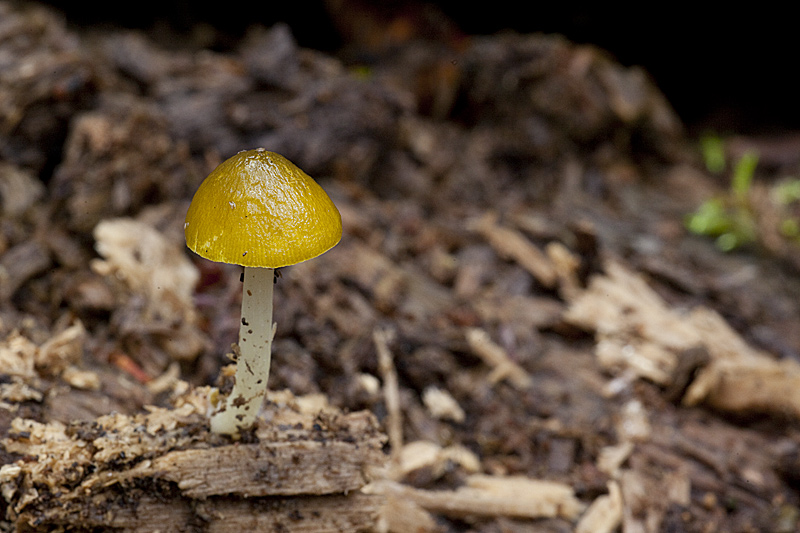 Pluteus chrysophaeus (door John Breugelmans)