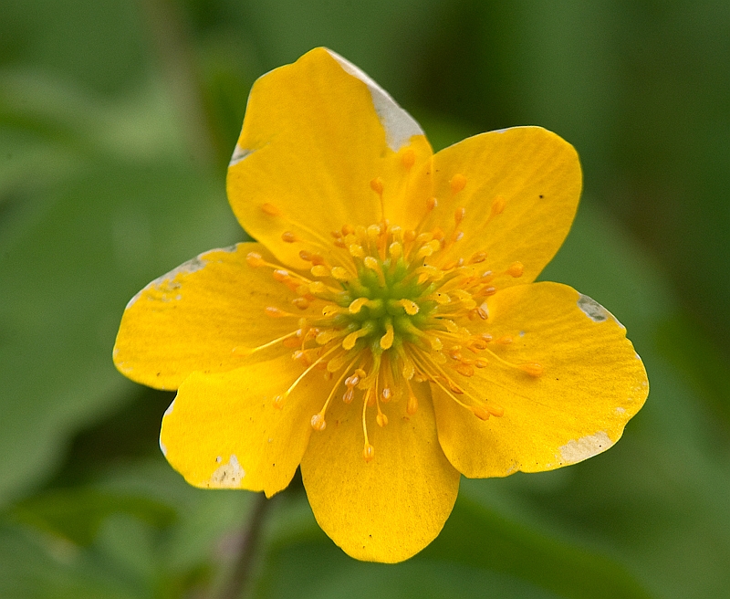 Anemone ranunculoides (door Wijnand van Buuren)