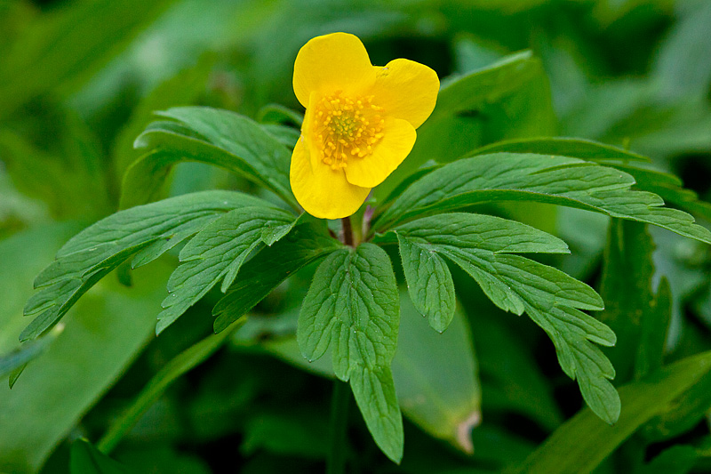 Anemone ranunculoides (door John Breugelmans)