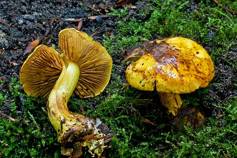 Cortinarius splendens (door John Breugelmans)