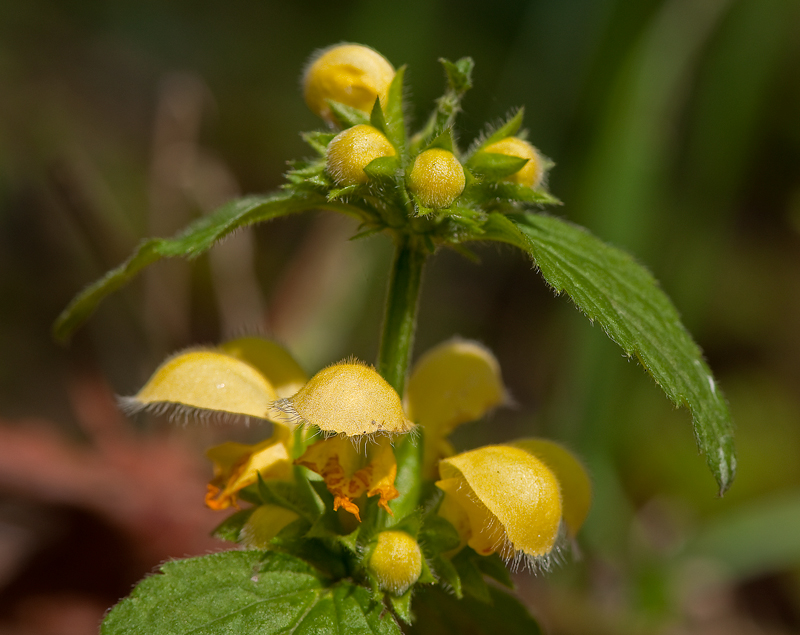 Lamiastrum galeobdolon subsp. galeobdolon/montanum (door Wijnand van Buuren)