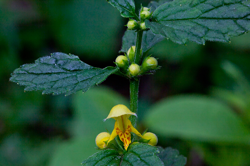 Lamiastrum galeobdolon subsp. galeobdolon/montanum (door John Breugelmans)