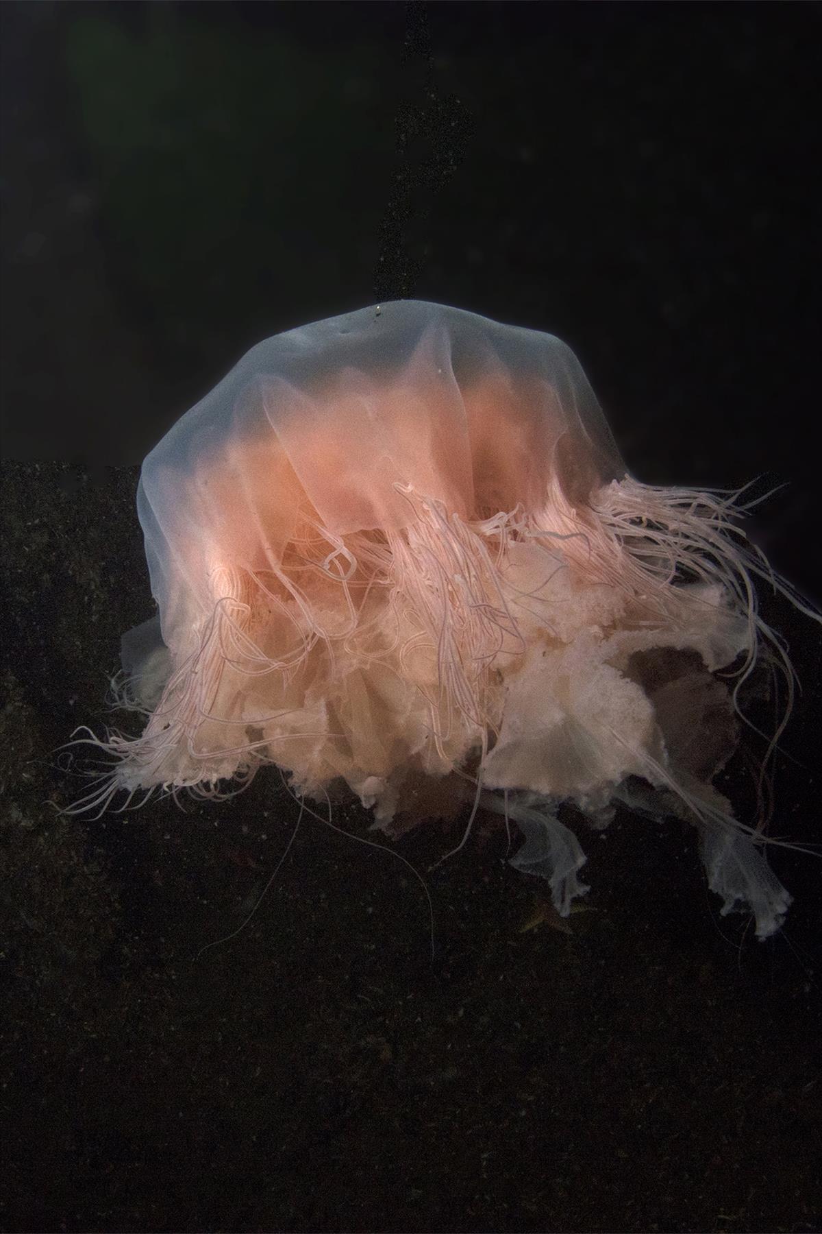 Cyanea capillata (door Marion Haarsma)