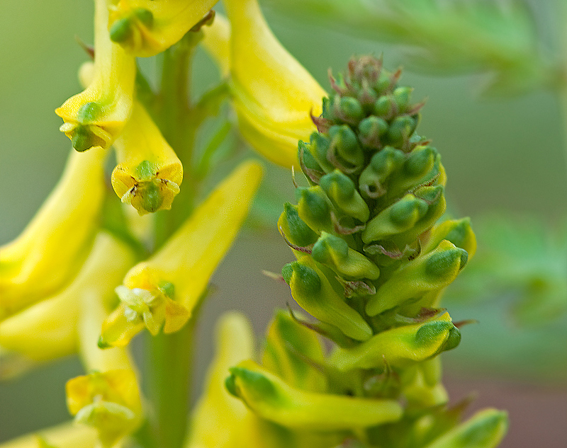 Pseudofumaria lutea (door Wijnand van Buuren)