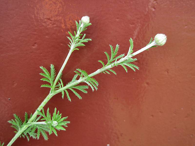 Anthemis tinctoria (door Grada Menting)