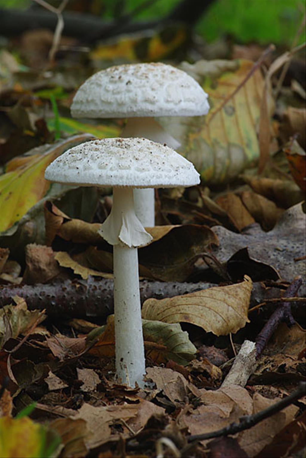 Amanita citrina var. alba (door Hans Adema)