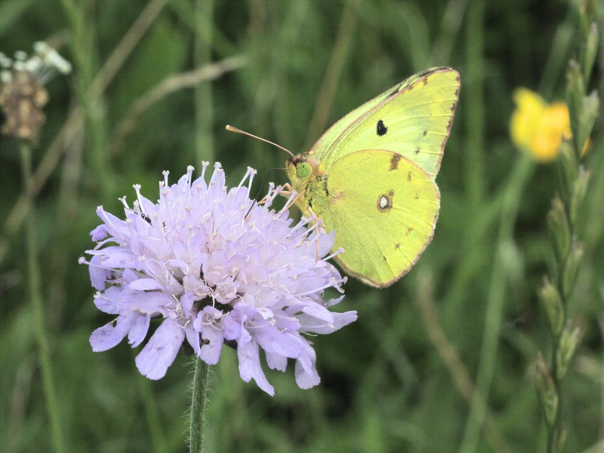 Colias hyale (door Kars Veling)