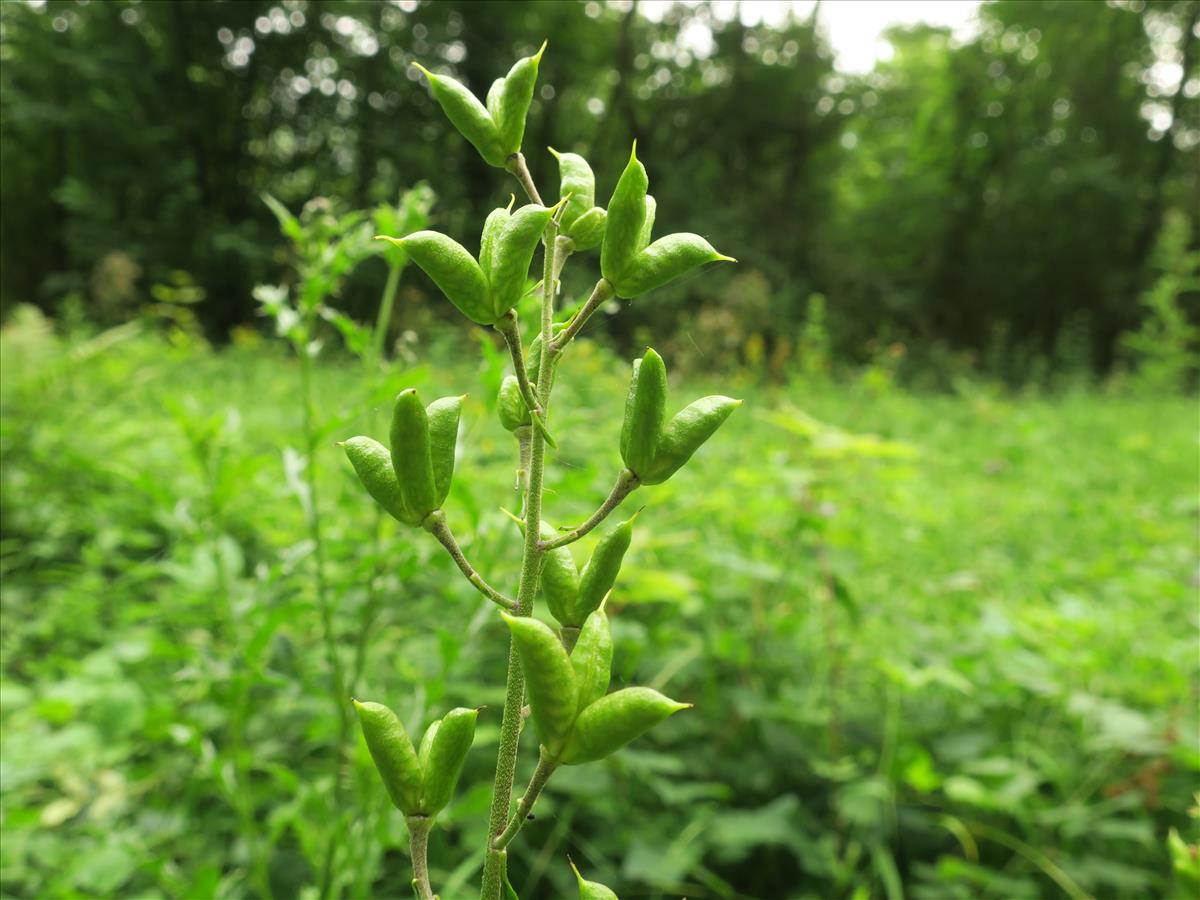 Aconitum vulparia (door Grada Menting)