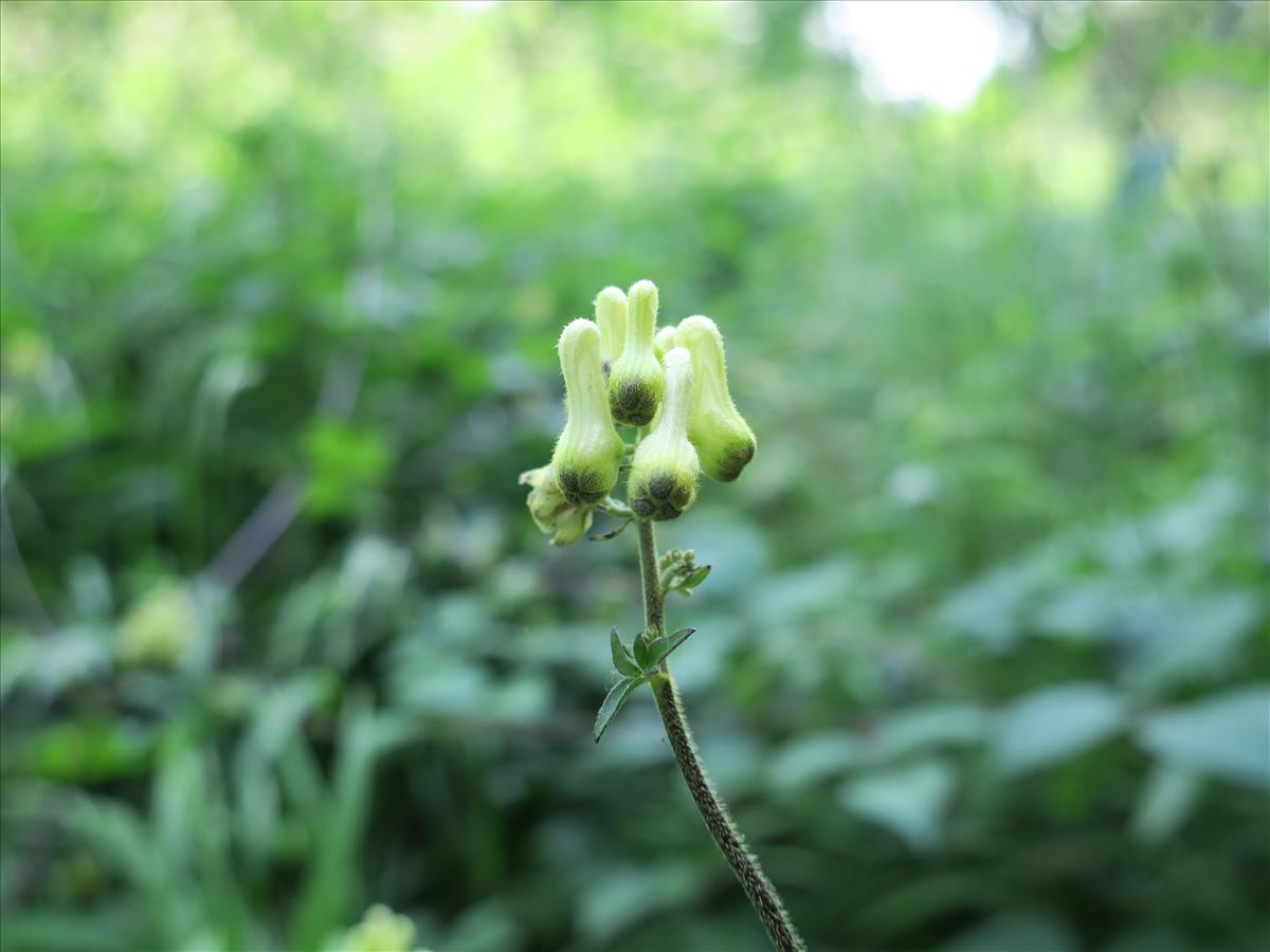 Aconitum vulparia (door Grada Menting)