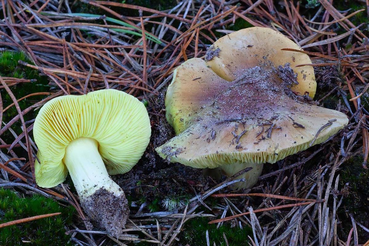 Tricholoma equestre (door John Breugelmans)