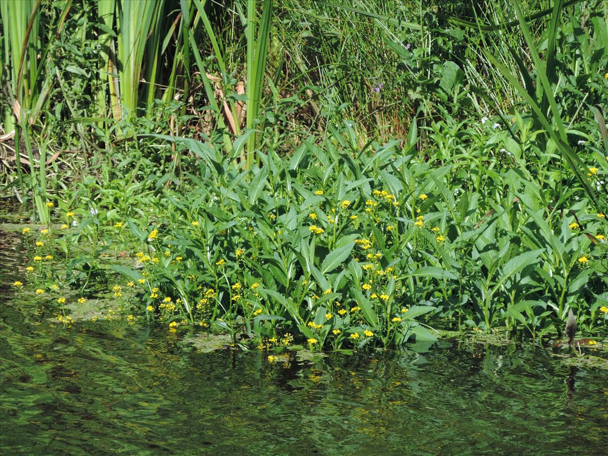 Rorippa amphibia (door Wim van der Neut)