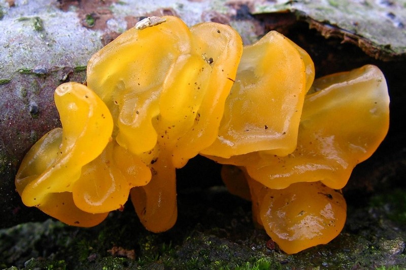 Tremella mesenterica (door Gio van Bernebeek)