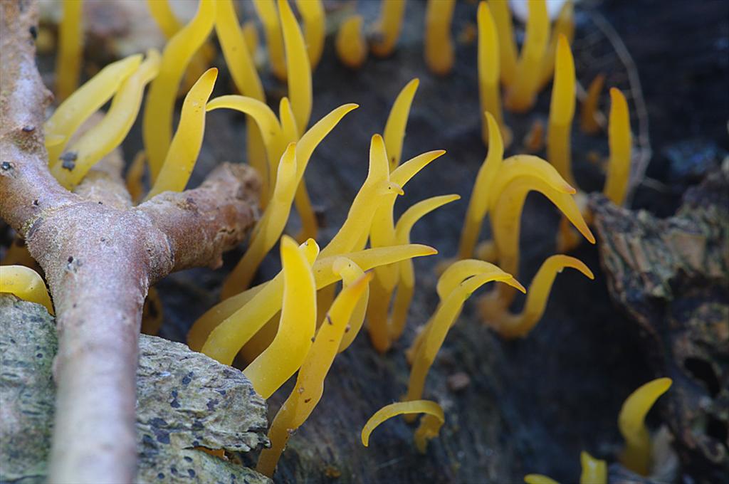 Calocera cornea (door Hans Adema)