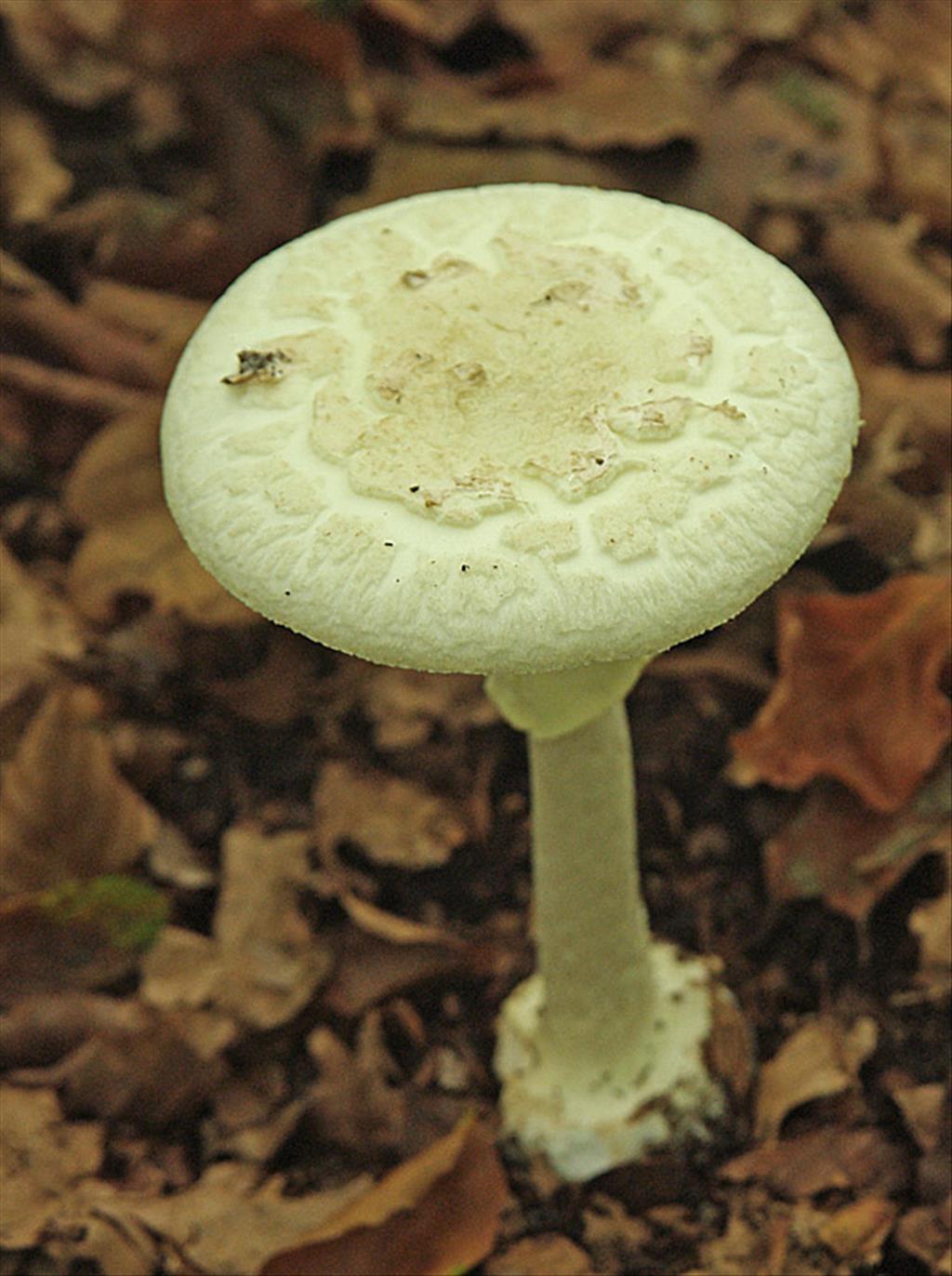 Amanita citrina var. citrina (door Hans Adema)