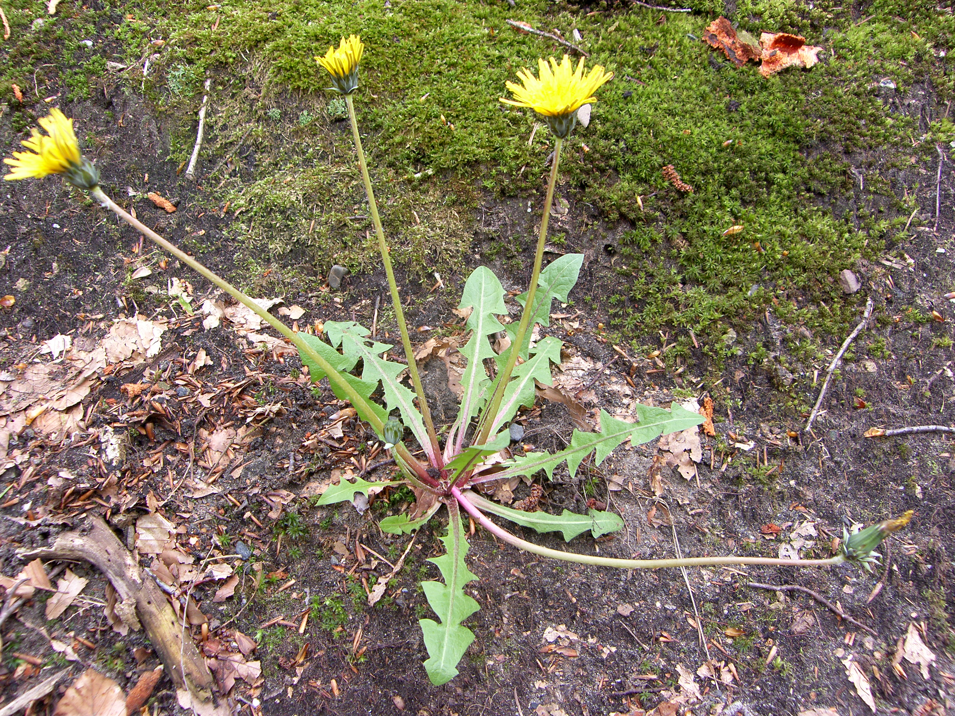 Taraxacum gelertii (door Otto Zijlstra)