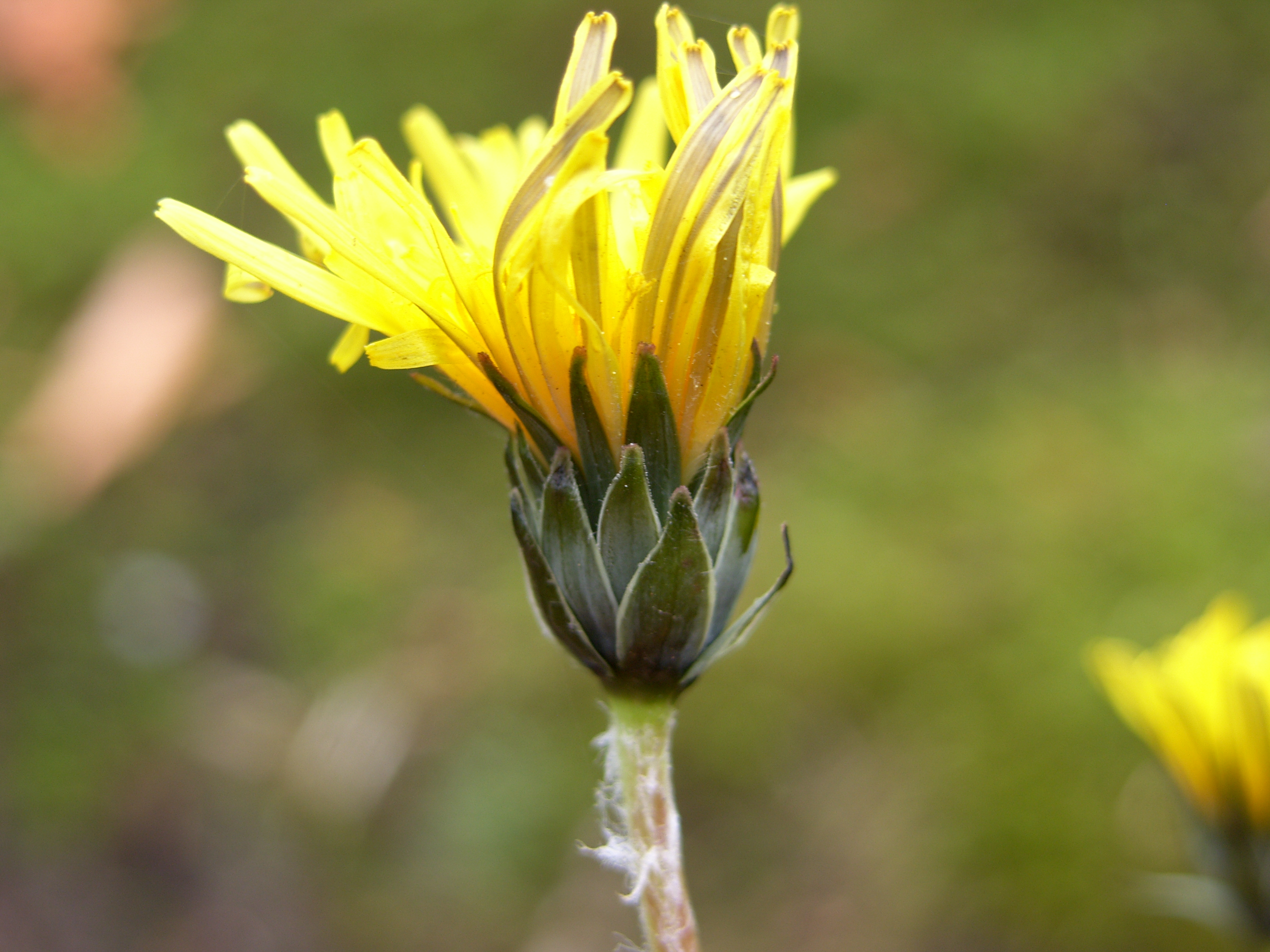 Taraxacum gelertii (door Otto Zijlstra)