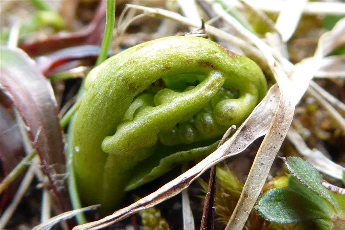 Botrychium lunaria (door Koen van Zoest)