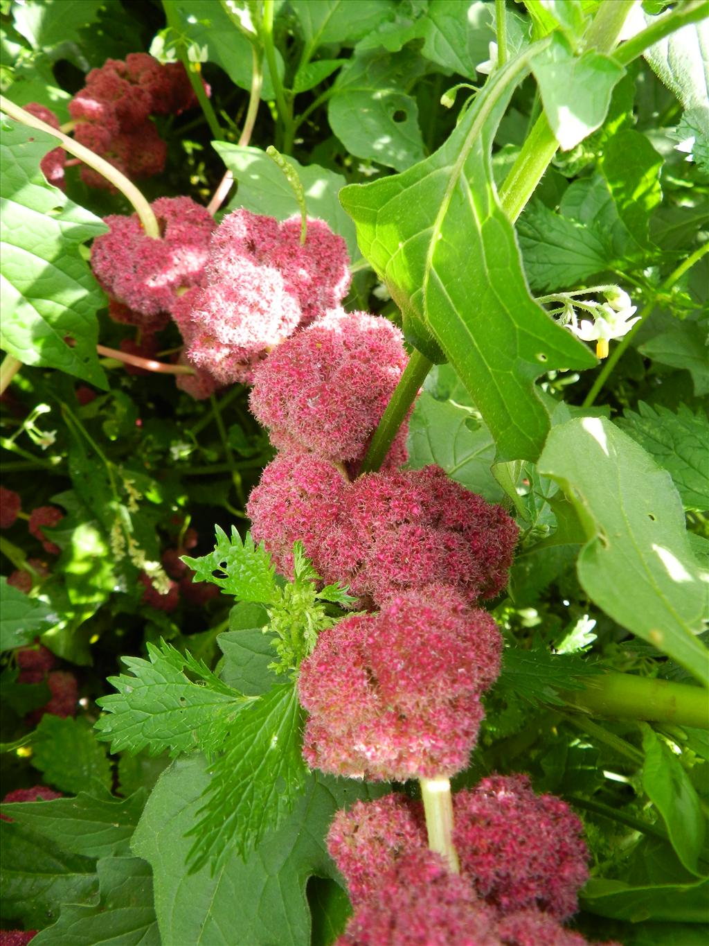 Amaranthus caudatus (door Rutger Barendse)