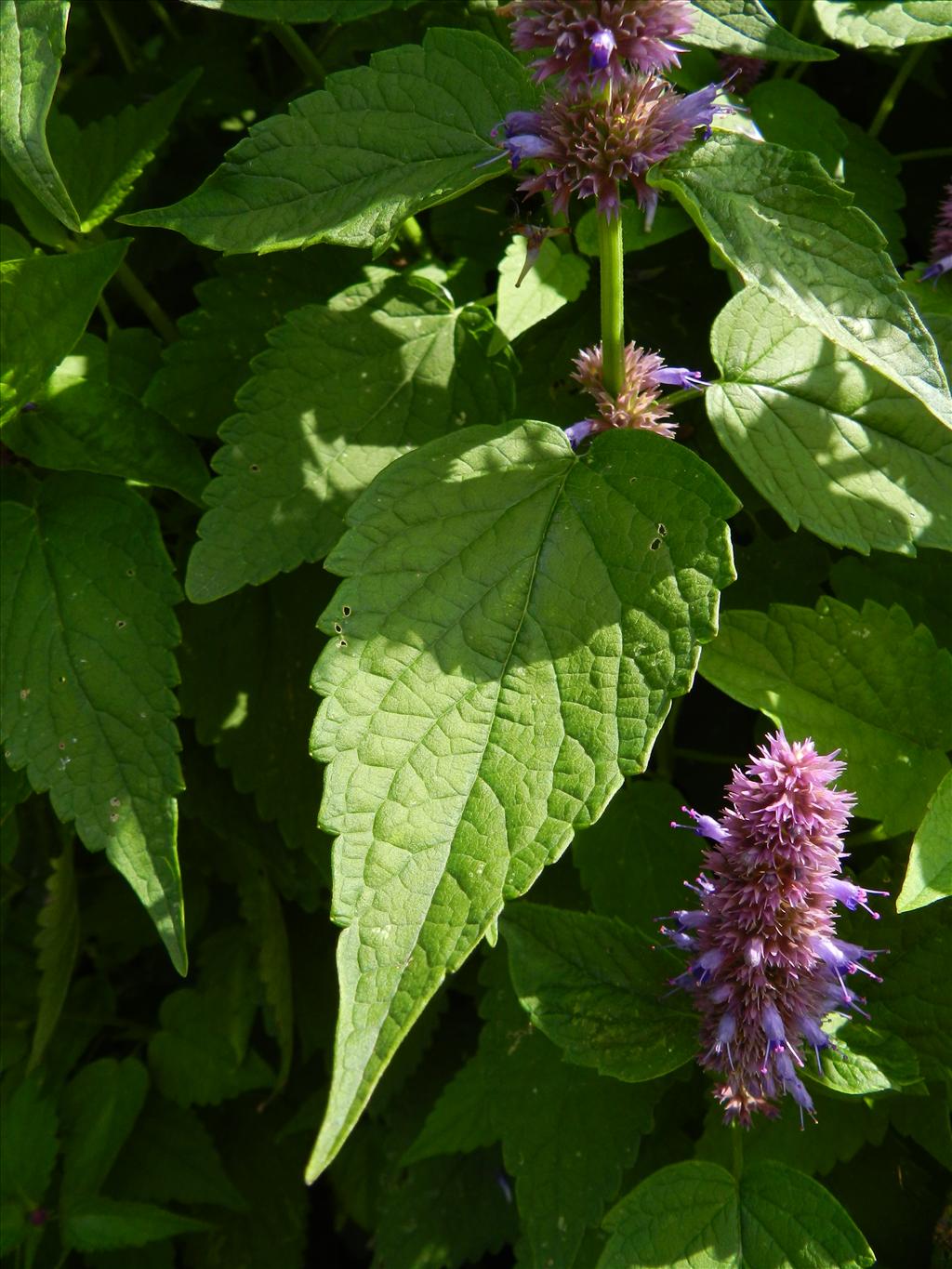 Agastache rugosa (door Rutger Barendse)