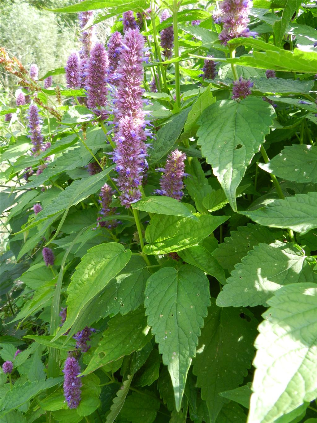 Agastache rugosa (door Rutger Barendse)