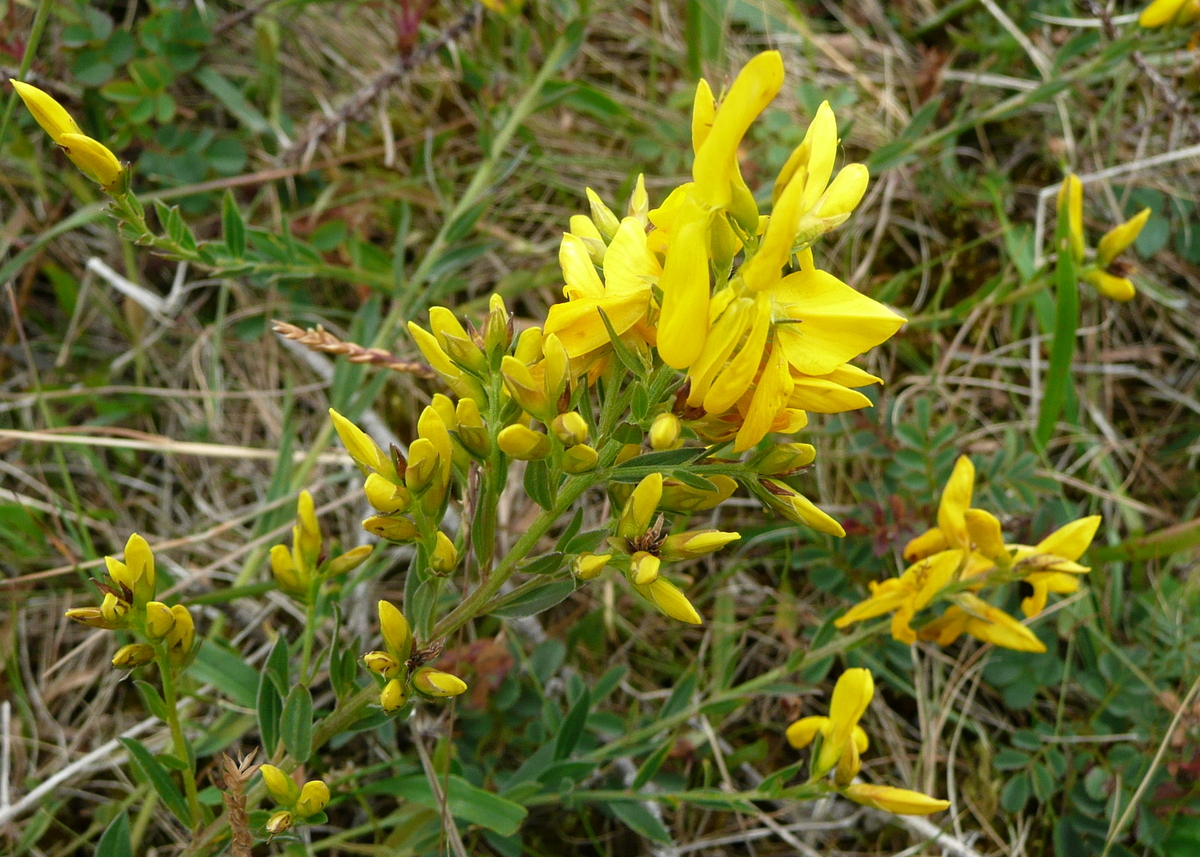 Genista tinctoria (door Willie Riemsma)