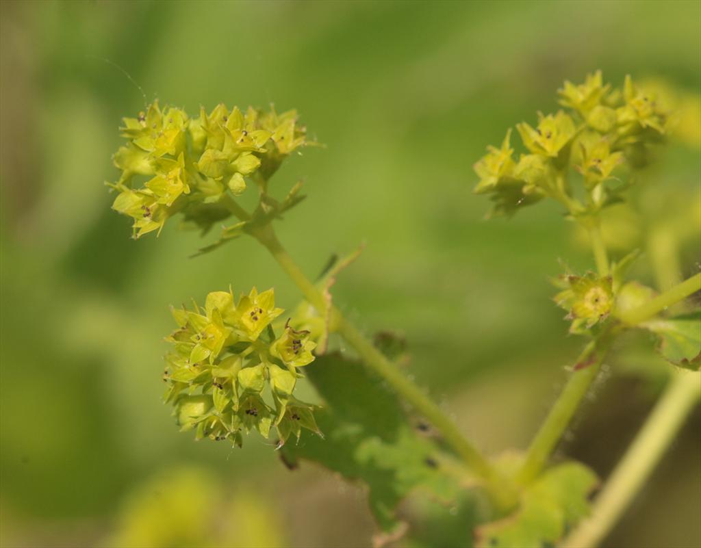 Alchemilla subcrenata (door Theo Muusse)