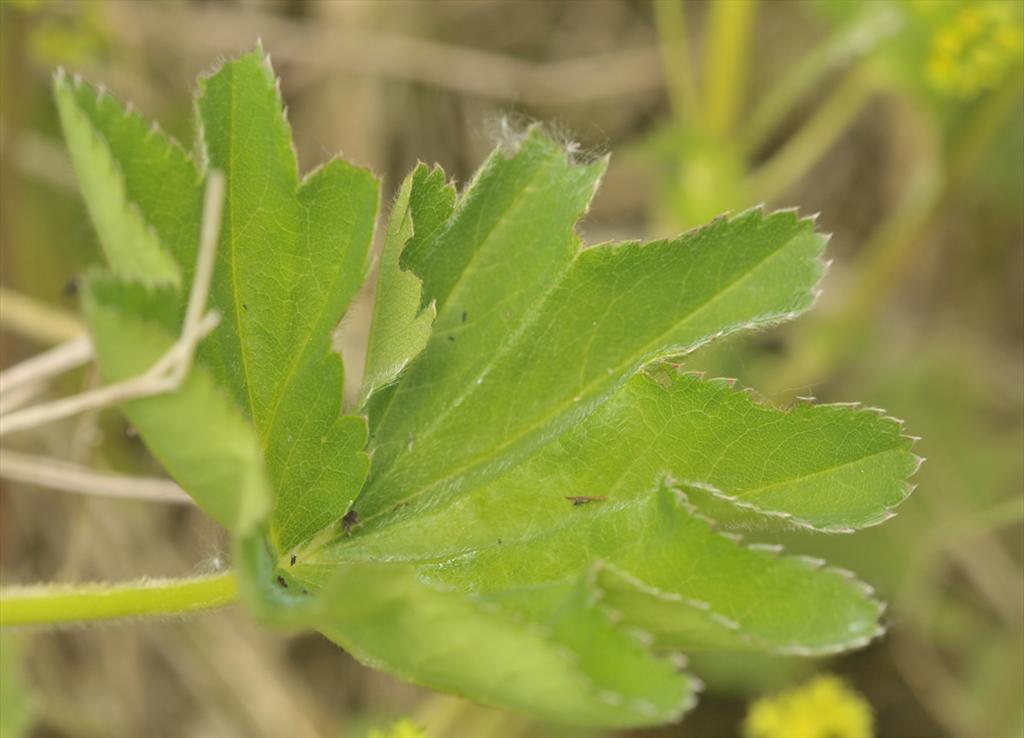 Alchemilla subcrenata (door Theo Muusse)