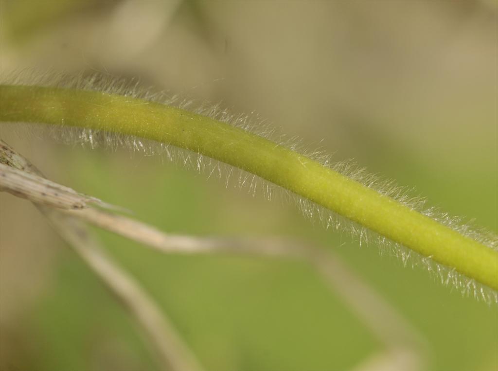 Alchemilla subcrenata (door Theo Muusse)