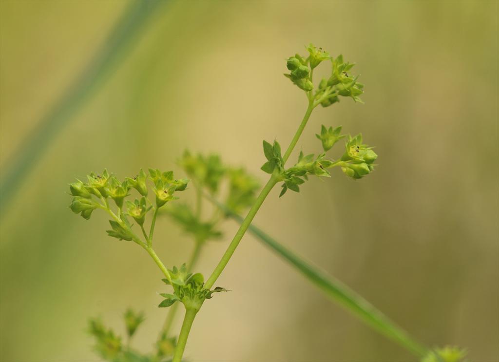 Alchemilla subcrenata (door Theo Muusse)