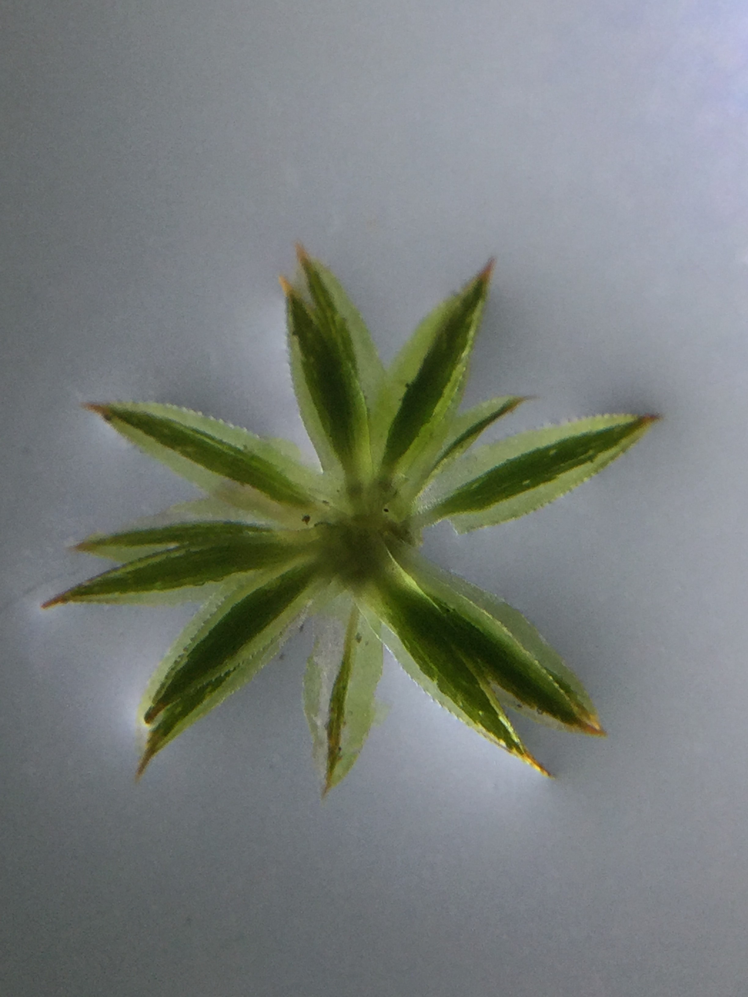 Polytrichum longisetum (door Herma Visscher)