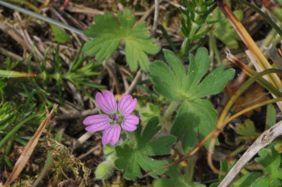 Geranium molle (door Hans Toetenel)