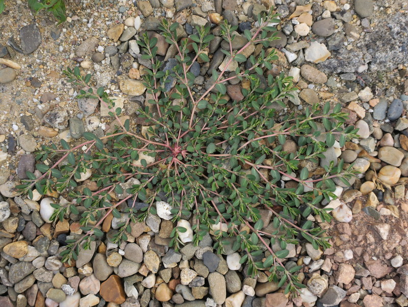 Euphorbia prostrata (door Grada Menting)