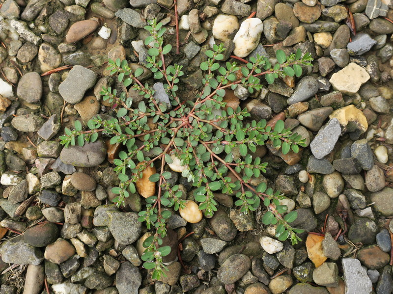 Euphorbia prostrata (door Grada Menting)